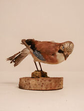 TD321 Jay Bird on Wooden Base