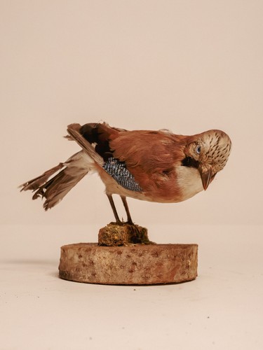 Td321 jay bird wooden base - jay, on
