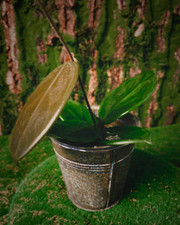 Hoya vangviengiensis rare live indoor plant