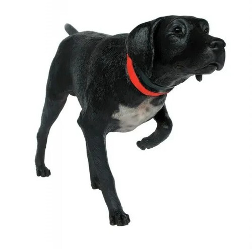 German short haired pointer - german,