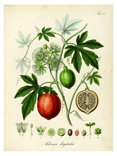 Botanical vintage poster - poster, |
