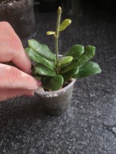 Hoya Rotundiflora whole plant
