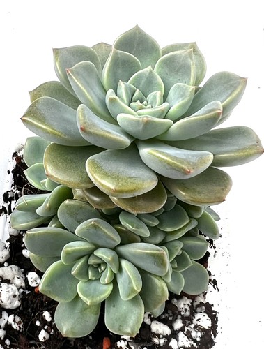Echeveria tinkerbel rare - echeveria, pink