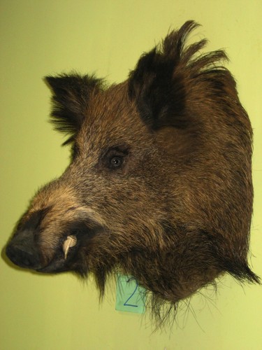 Wild boar head - head, large