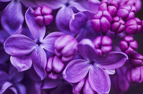 100 purple lilac seeds for - 100,
