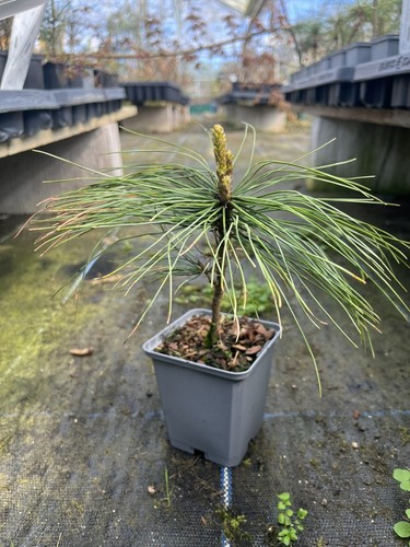 Bhutan pine tree 20cm - bhutan, |