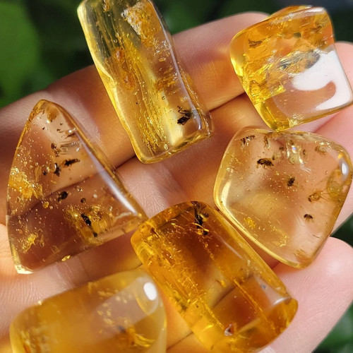 Amber with bugs - amber,
