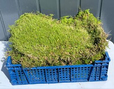 Live Carpet/ sheet moss