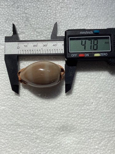 Cypraea lurida naturally - cypraea,