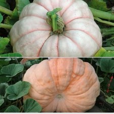 ? Large Pioneer King Pumpkin Seeds (4) - High Germination, Sweet & NON-GMO ?