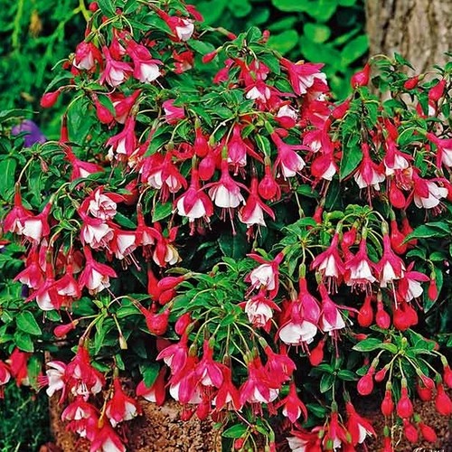 Fuchsia lady thumb - 1,