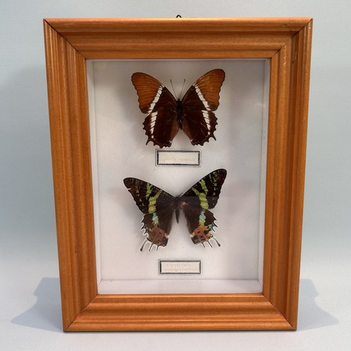 Vintage taxidermy butterfly - vintage,