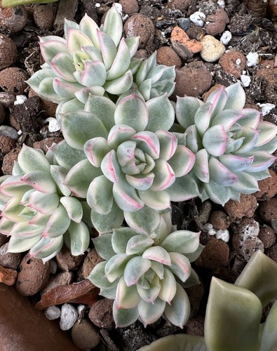 Echeveria mebina variegated - echeveria,