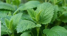 Lemon Balm-Melissa officinalis
