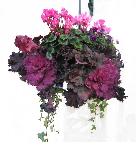 Hanging baskets box 35cm - of,