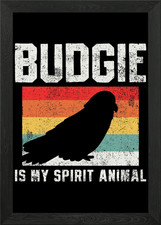 Budgie Budgerigar Parakeet