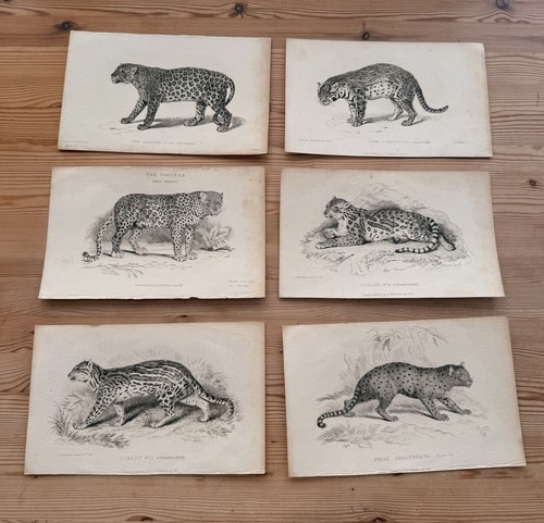 Georgian animal prints 7 - georgian, £7
