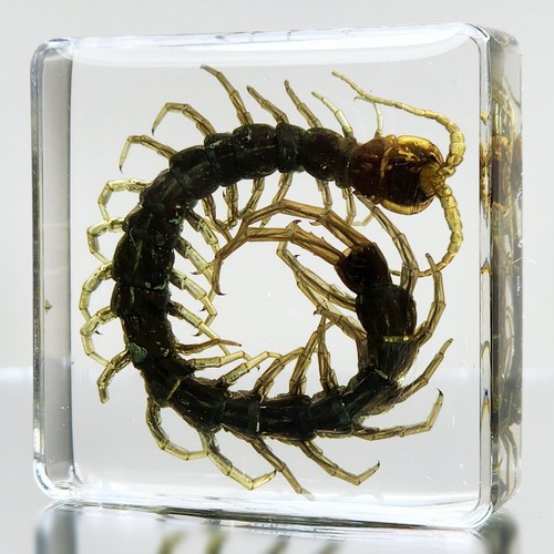 Tiny centipede resin - centipede, in