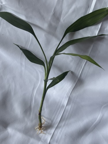Lucky bamboo plant rooted - 1x,