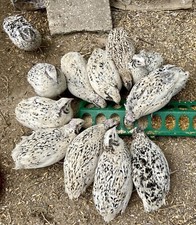 CAGE FREE - 24 Coturnix Quail