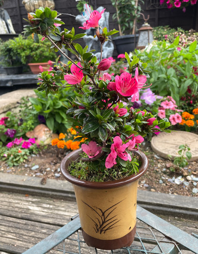 Satsuki azalea bonsai - bonsai, with