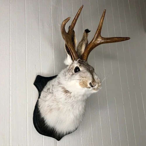 Jackalope mount - mount,,