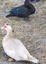 Muscovy Duck Eggs Fertile, 6