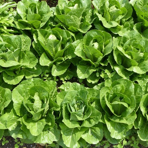 Thompson morgan lettuce - thompson, &