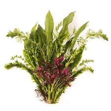 Mixed amount of Tropical Strands - Tropical Water Live Aquarium Plants