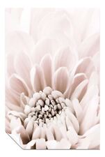 Pastel Pink Chrysanthemum