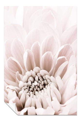 Pastel pink chrysanthemum - pastel,