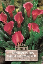 Zantedeschia Aethiopica
