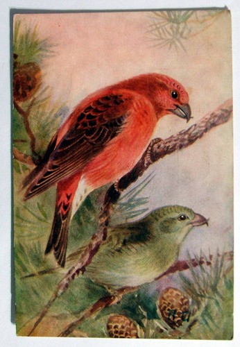 Postcard crossbill roland - crossbill,,