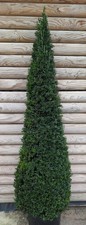 Taxus baccata topiary Yew cone plant 140-150cm tall