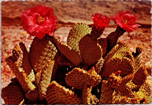 6x4 postcard magenta beaver - postcard,