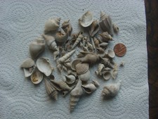 A collection of Bartonian Eocene BARTON BEDS fossil molluscs Hampshire England