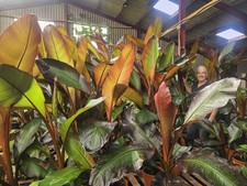 2 x7ft Ensette Maurelli Red Banana . Premium Quality.  Delivered With Foliage! 