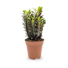Euphorbia trigona Rubra