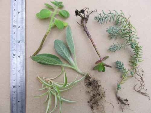 Various plant cuttings - 5,