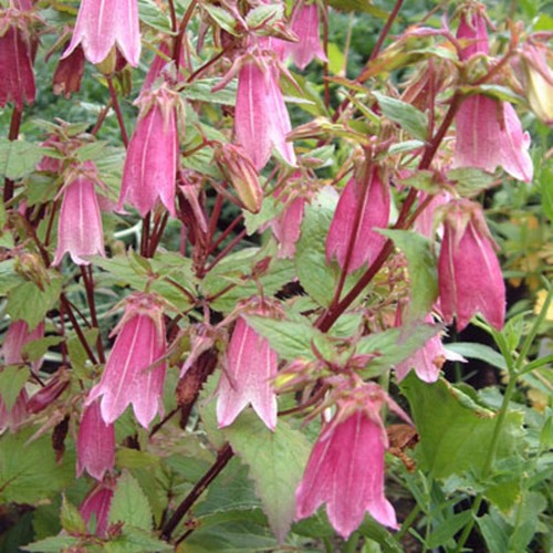 Campanula puncata rubriflora - puncata,