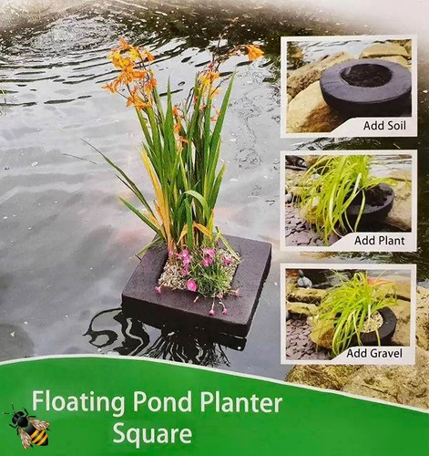 Garden pond floating plant - pond,