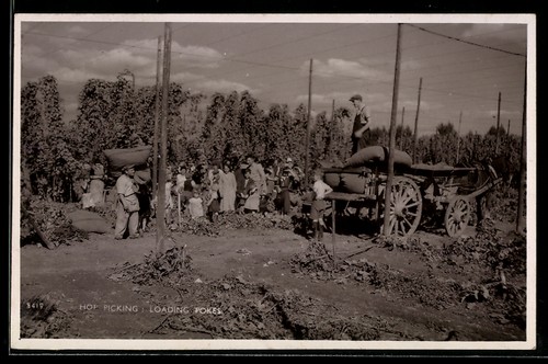 Hop picking loading - hop, picking,
