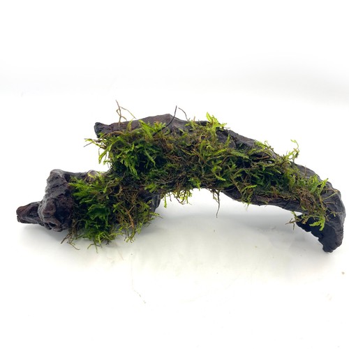 Java moss small - small, bogwood