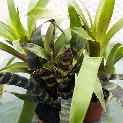 Bromeliad our choice no - choice,