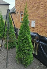 Thuja occidentalis smaragd - thuja,