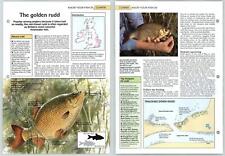 Golden Rudd - Coarse Know Your Fish - The Art Of Fishing Page