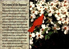 Dogwood Tree Legend North Carolina vintage postcard x361