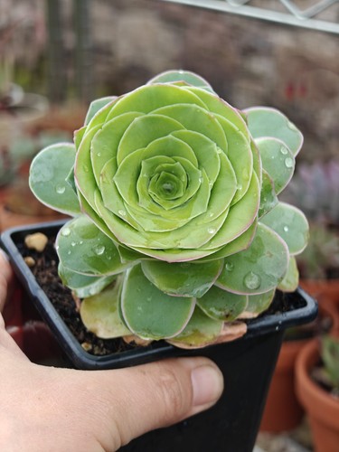 Greenovia mountain rose live - mountain,