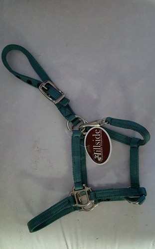 Halter pony teal large - halter,pony, teal,large