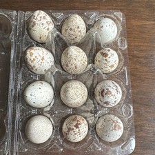 Californian quail eggs x12 - californian,